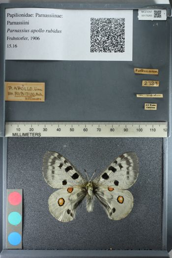 Media type: image;   Entomology 175263